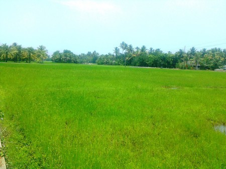 A friend got upset seeing this natural green